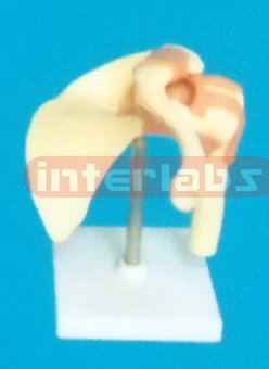 ADVANCED BIG LEFT SHOULDER JOINT-FUNCTIONAL MODEL WEST-TYPE